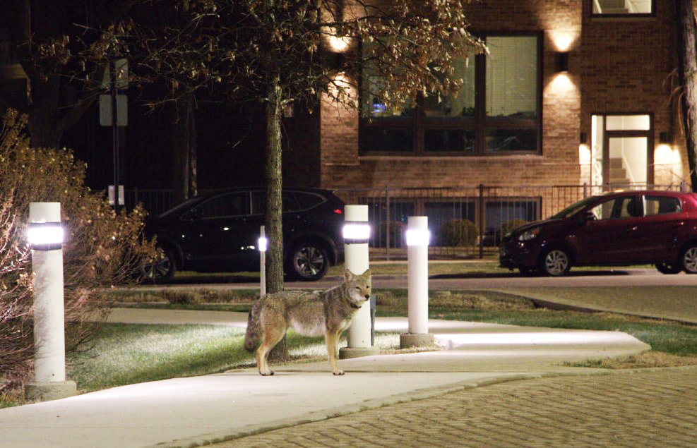 coyote in residential area wearing a gps collar at night