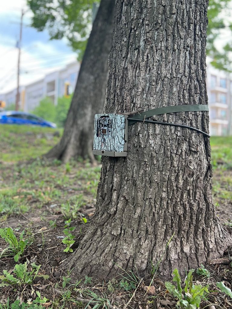 outdoor camera strapped to a tree.