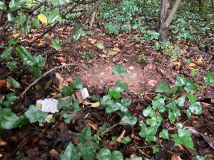 Collar laying in kudzu